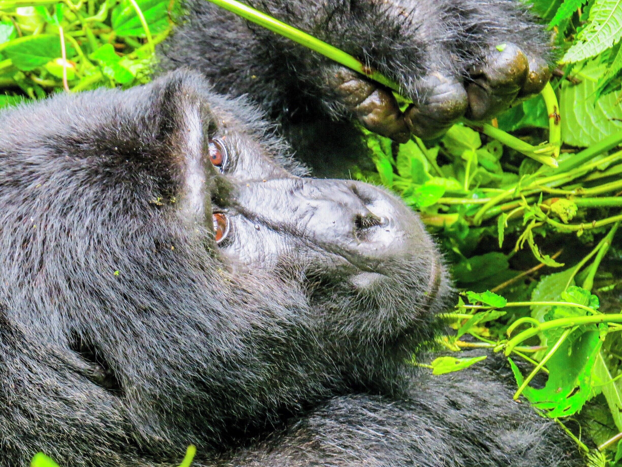 Gorilla at Bwindi Impenetrable National Park in Uganda. This is undoubtedly a lifetime experience. Staying about 3 meters away from this incredible animal makes you speechless. It is not cheap, but worths every penny.