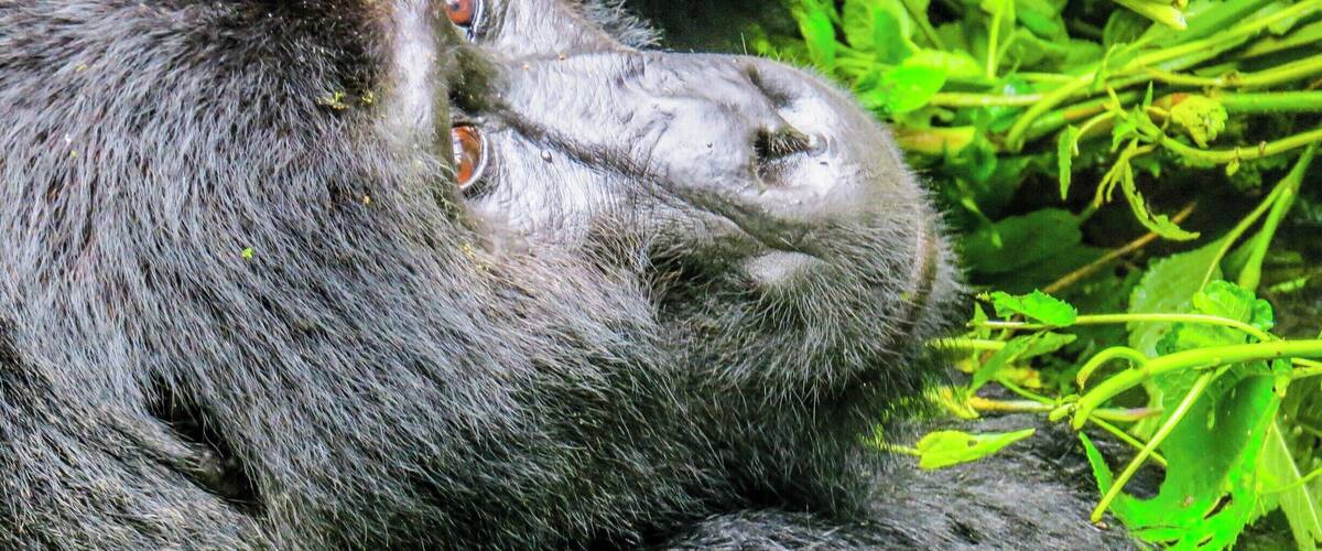 Gorilla at Bwindi Impenetrable National Park in Uganda. This is undoubtedly a lifetime experience. Staying about 3 meters away from this incredible animal makes you speechless. It is not cheap, but worths every penny.