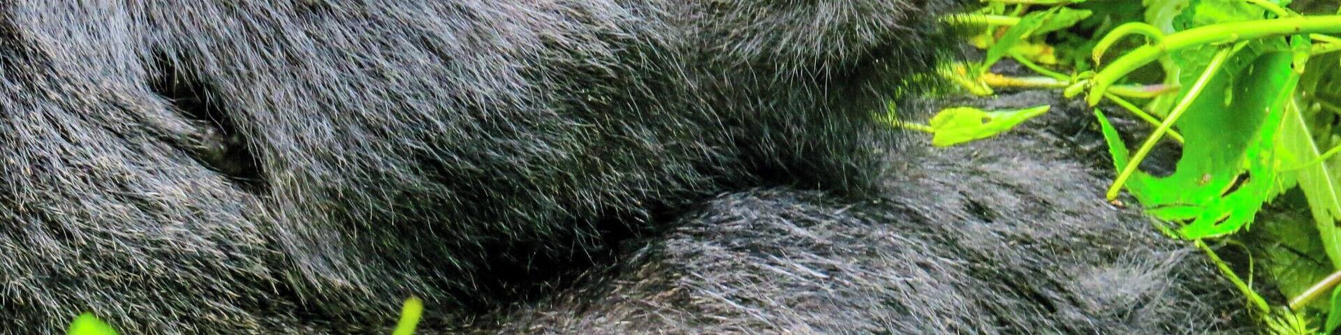 Gorilla at Bwindi Impenetrable National Park in Uganda. This is undoubtedly a lifetime experience. Staying about 3 meters away from this incredible animal makes you speechless. It is not cheap, but worths every penny.