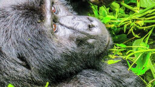 Gorilla at Bwindi Impenetrable National Park in Uganda. This is undoubtedly a lifetime experience. Staying about 3 meters away from this incredible animal makes you speechless. It is not cheap, but worths every penny.