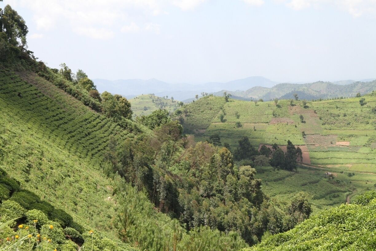 Bwindi Impenetrable National Park is situated west in Uganda at the border to Congo. The park was appointed World Heritage Site in 1994. The landscape is low land mountains with rain forest, steep ridges and slippery valleys and high. The area around is heavily populated and small villages is also situated within the park itself.
Read more on: http://www.travelwithallsenses.com/bwindi-national-park/