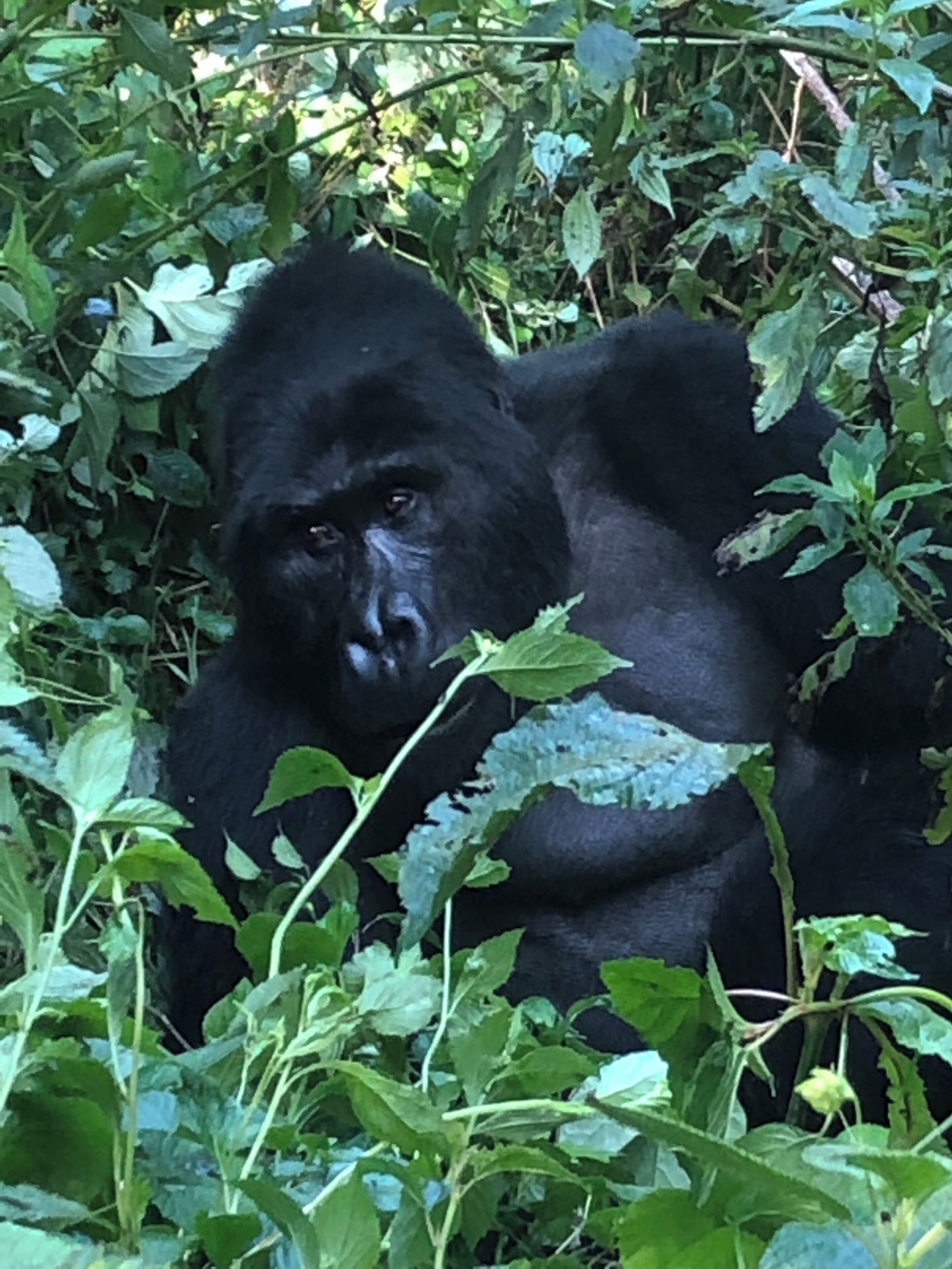 Gorilla trekking at the Bwindi Impenetrable Nation Park in Uganda was an amazing experience.  To be so close to the gorillas was worth the intense hike it took to get there.