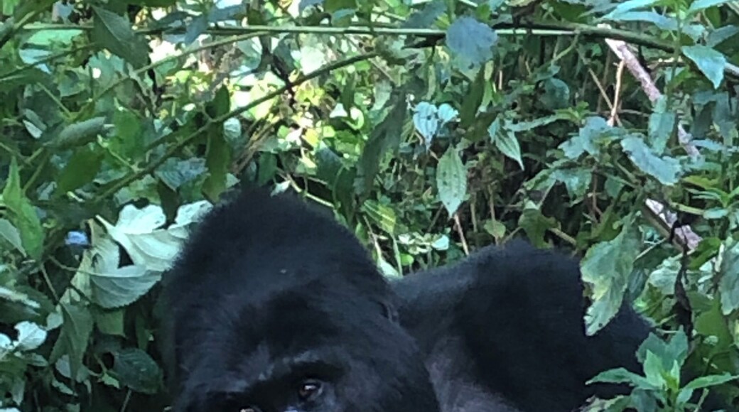 Gorilla trekking at the Bwindi Impenetrable Nation Park in Uganda was an amazing experience. To be so close to the gorillas was worth the intense hike it took to get there.