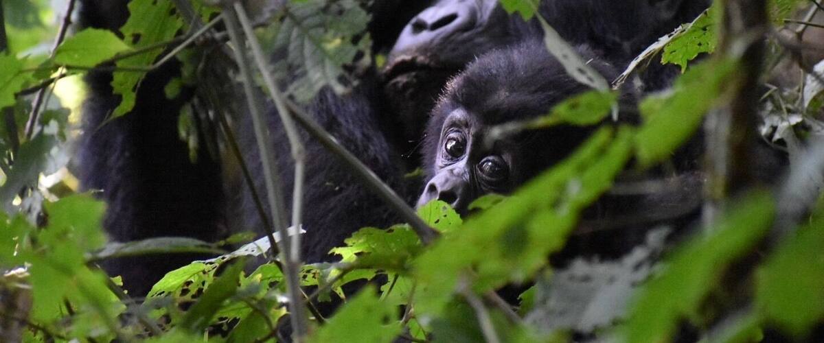 Locked eyes with this baby Gorilla during the trek! #adventure