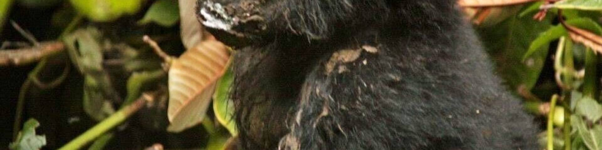 First, I am not sure if the location on the map is correct, I did my best to place it correctly.
On a Gorilla trek in Uganda we saw this young gorilla. They did not know the sex yet. We were told we were very fortunate to see him/her. The white around their mouth is from a fruit they eat. A Gorilla trek is fantastic. It helps to pay for their protection and also helps the community. A win win situation.
#Wildlife