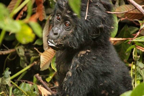 First, I am not sure if the location on the map is correct, I did my best to place it correctly.
On a Gorilla trek in Uganda we saw this young gorilla. They did not know the sex yet. We were told we were very fortunate to see him/her. The white around their mouth is from a fruit they eat. A Gorilla trek is fantastic. It helps to pay for their protection and also helps the community. A win win situation.
#Wildlife