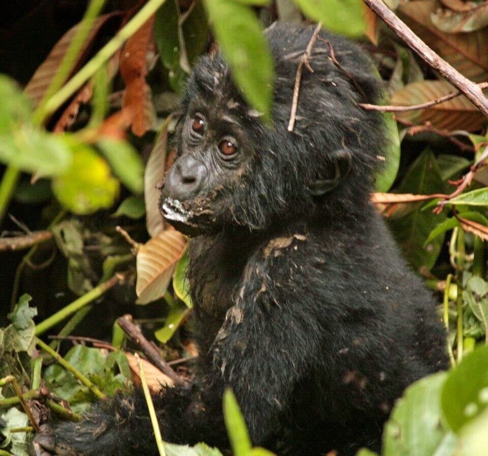 A gorilla with a partially eaten banana amidst dense foliage.