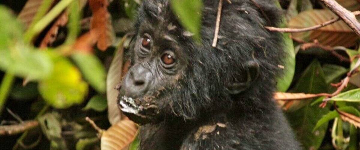 A gorilla with a partially eaten banana amidst dense foliage.