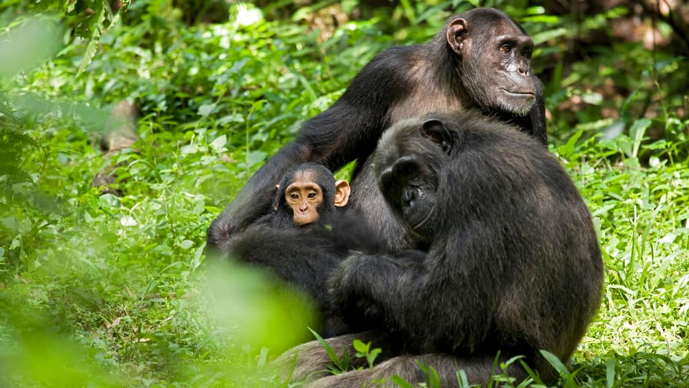 En chimpans med en baby og en voksen i en frodig, grøn skov.