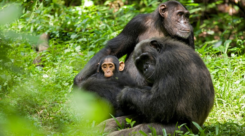 Fort Portal