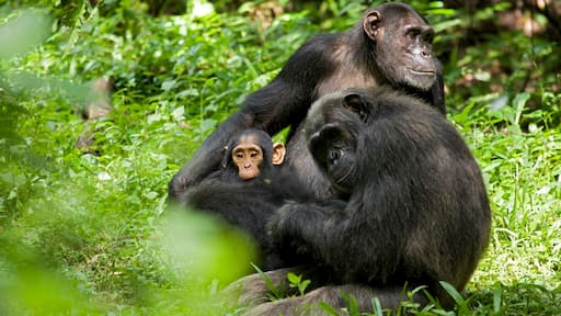 Africa, Uganda, Kibale National Park, Ngogo Chimpanzee Project. A mother chimpanzee grooms her daughter as her infant son plays near another female.