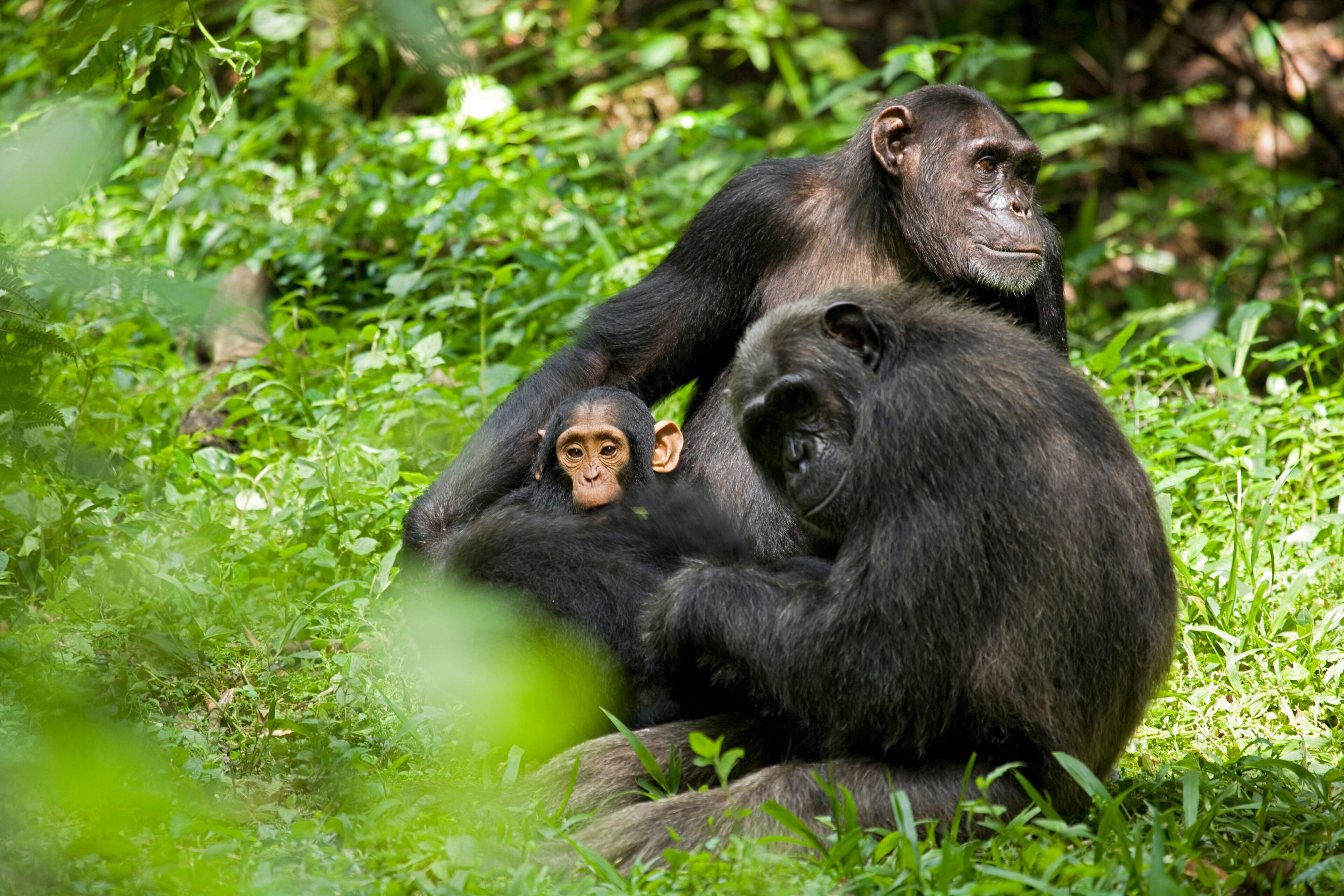 A chimpanzee with a baby and an adult in a lush green forest.