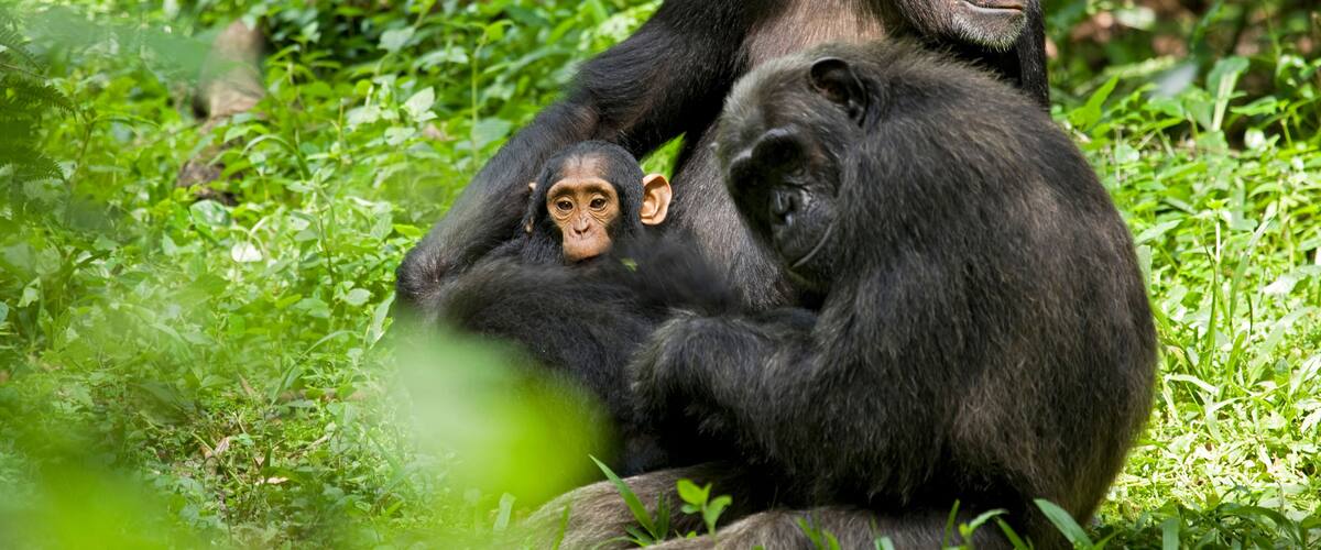 A chimpanzee with a baby and an adult in a lush green forest.