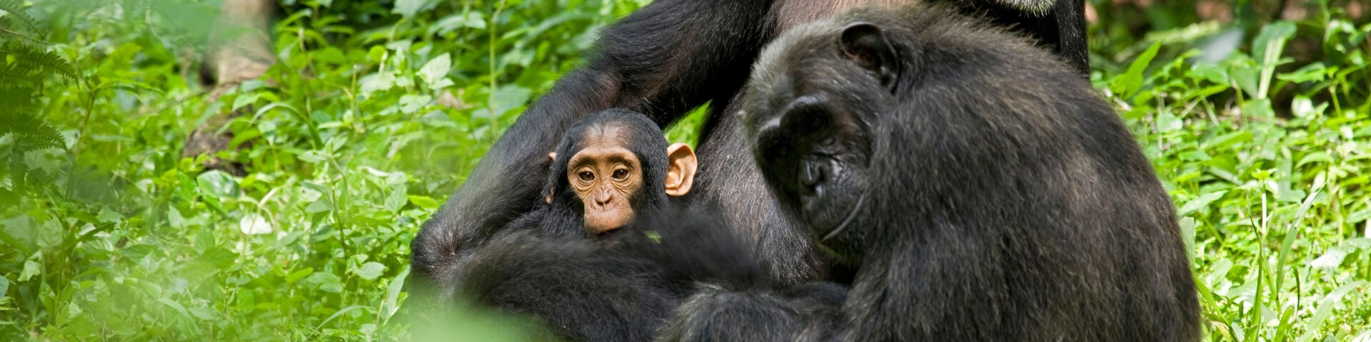 A chimpanzee with a baby and an adult in a lush green forest.