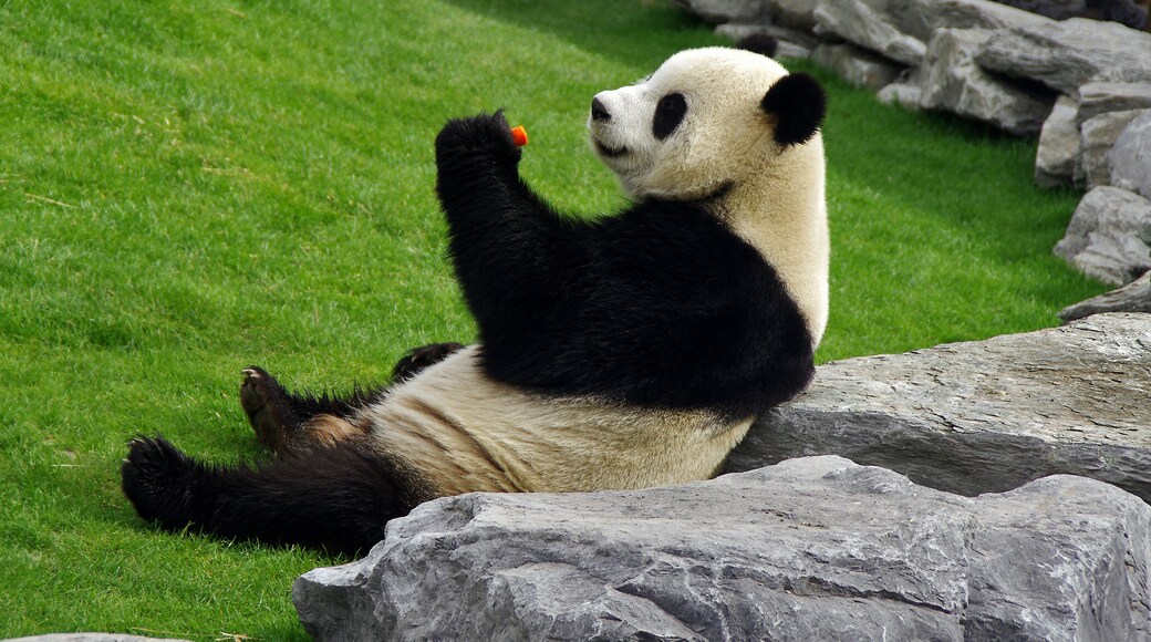 Panda à Pairi Daiza (Belgique)