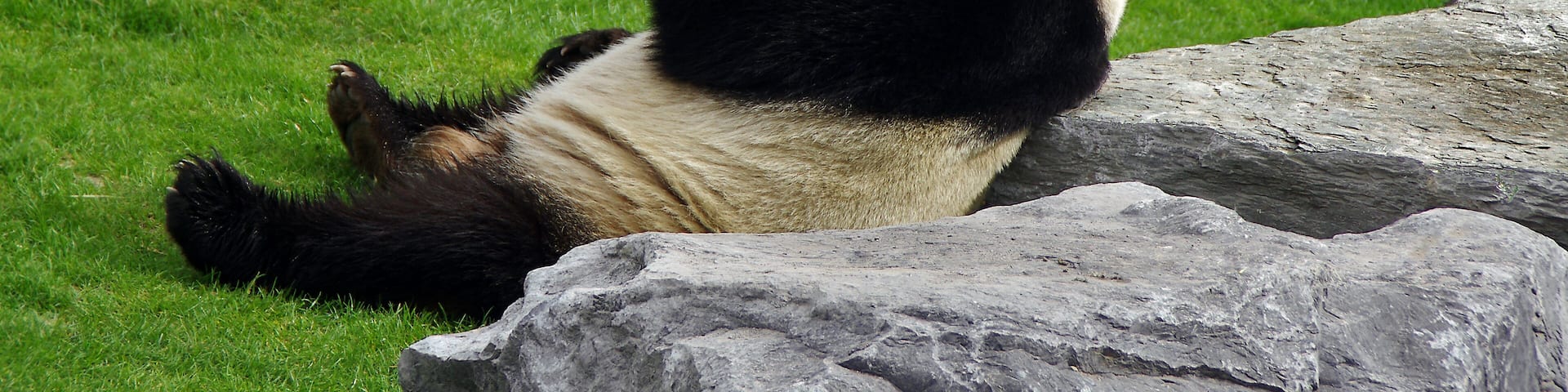 Panda à Pairi Daiza (Belgique)