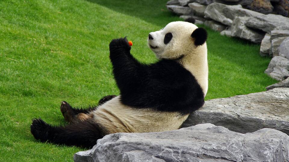 A panda lying on grass with rocks in the background.
