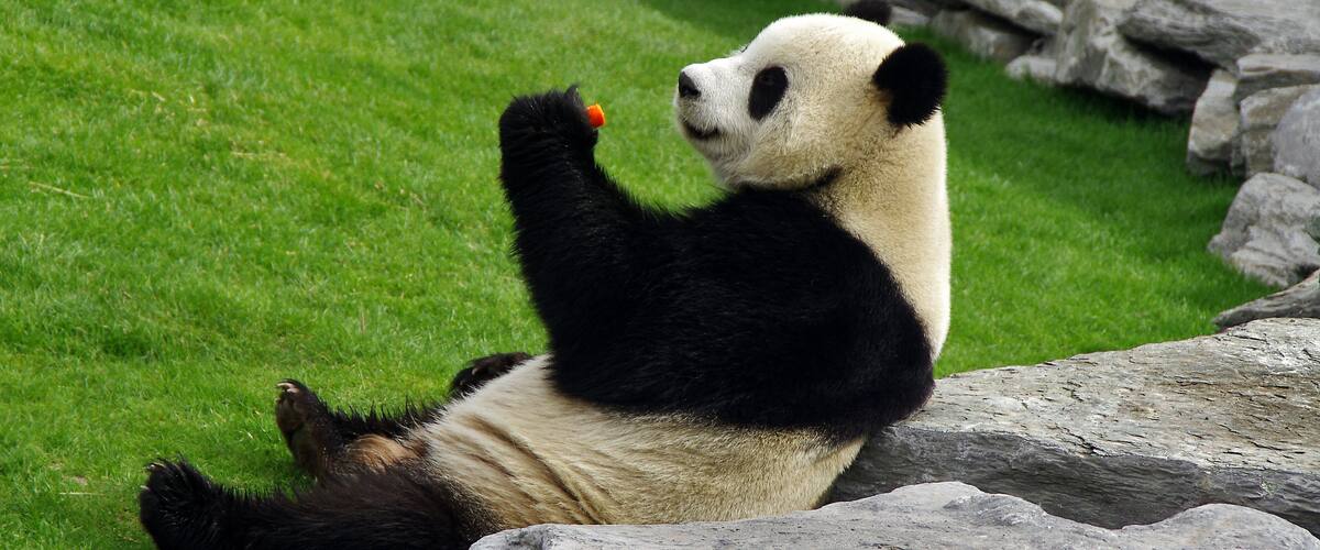 A panda lying on grass with rocks in the background.