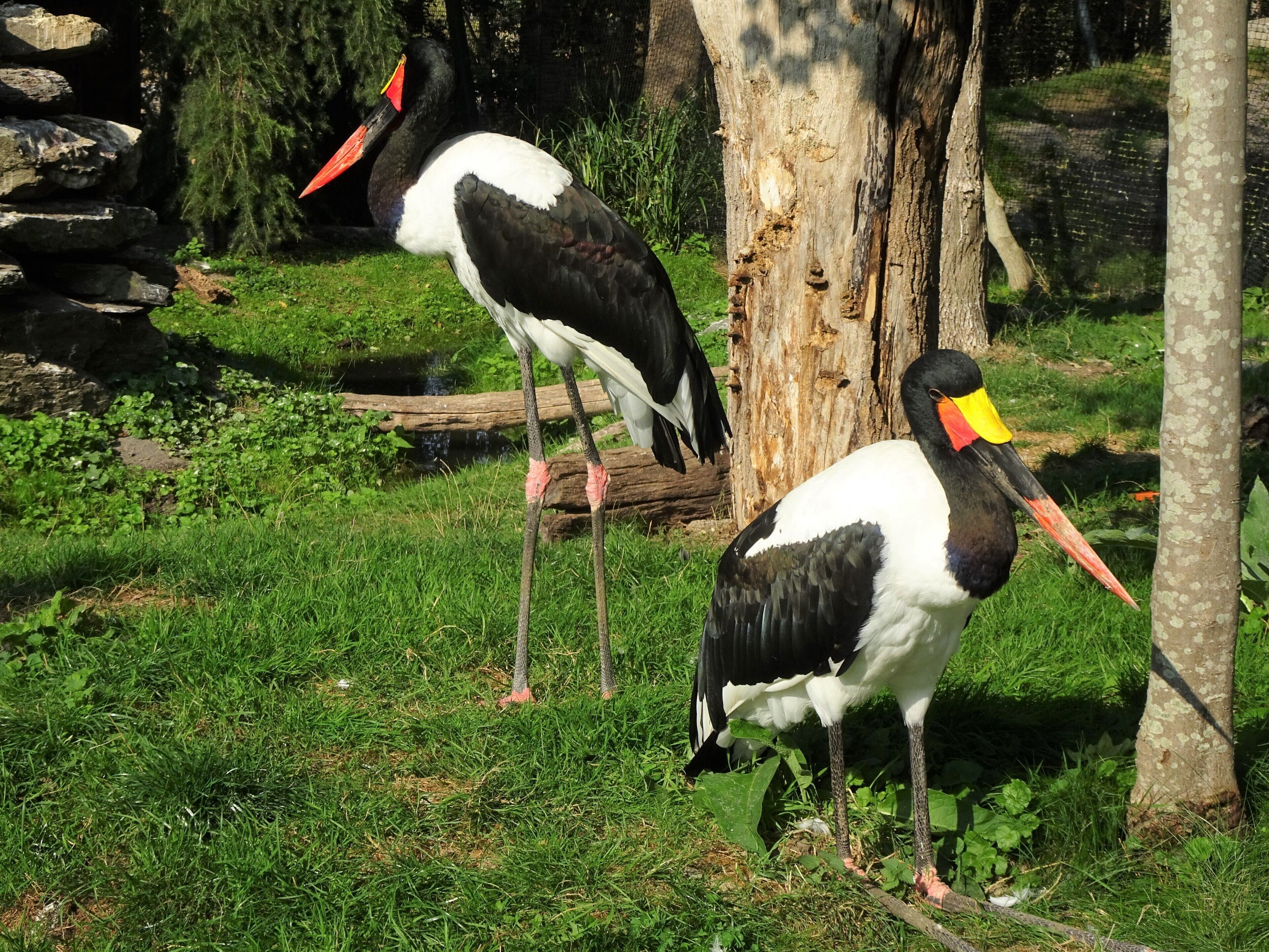 Not a common sight: a bird with the 3 colours of our national flag (black, yellow, red)
 on its bill.