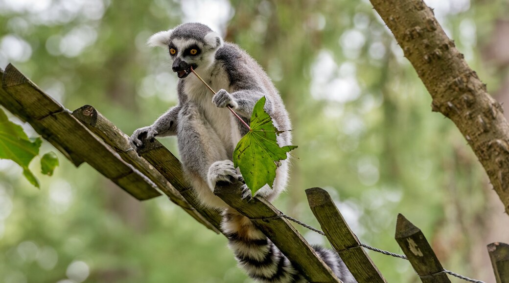ring-tailed lemur eats a sprig with a leaf
