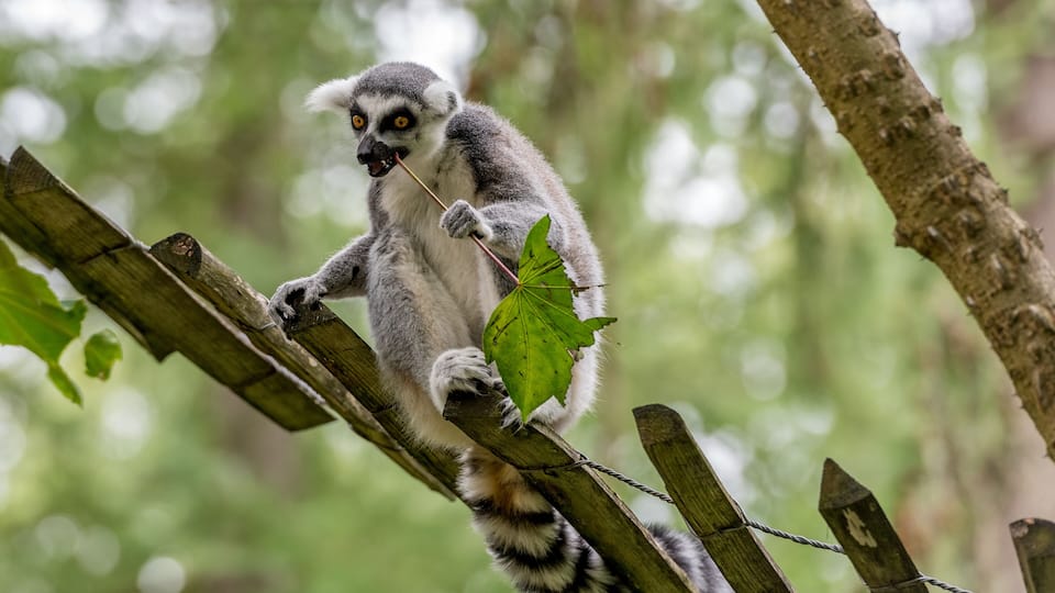 A lemur perched on a wooden fence in a forested area.