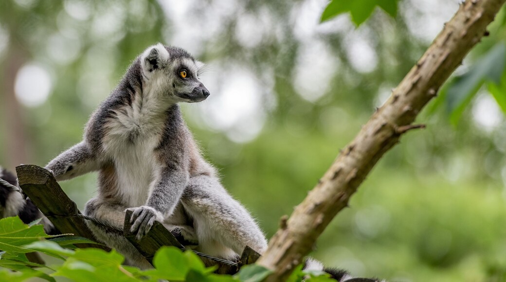 ring-tailed lemur looks over the edge