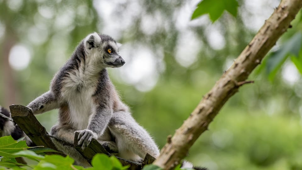A lemur sitting on a tree branch surrounded by green foliage.