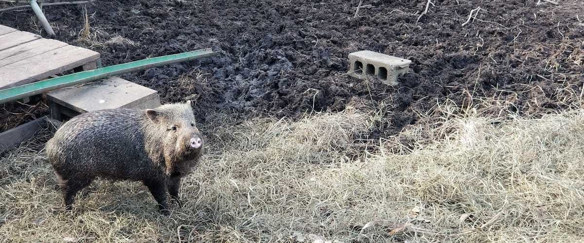 boar at the zoo in OKINAWA.; Shutterstock ID 785024359; purchase_order: SF 06557000; job: ; client: ; other: