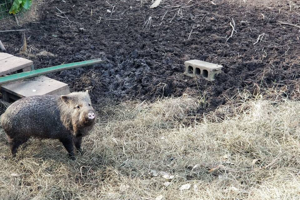 A pig standing on dry grass near a pile of dark soil and a small concrete structure.