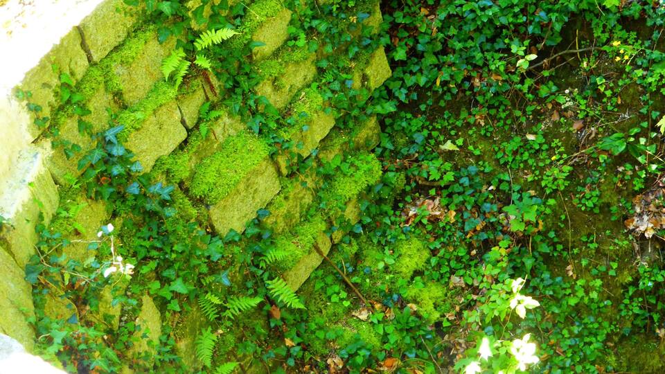 A moss-covered rock wall with dense greenery and ferns.