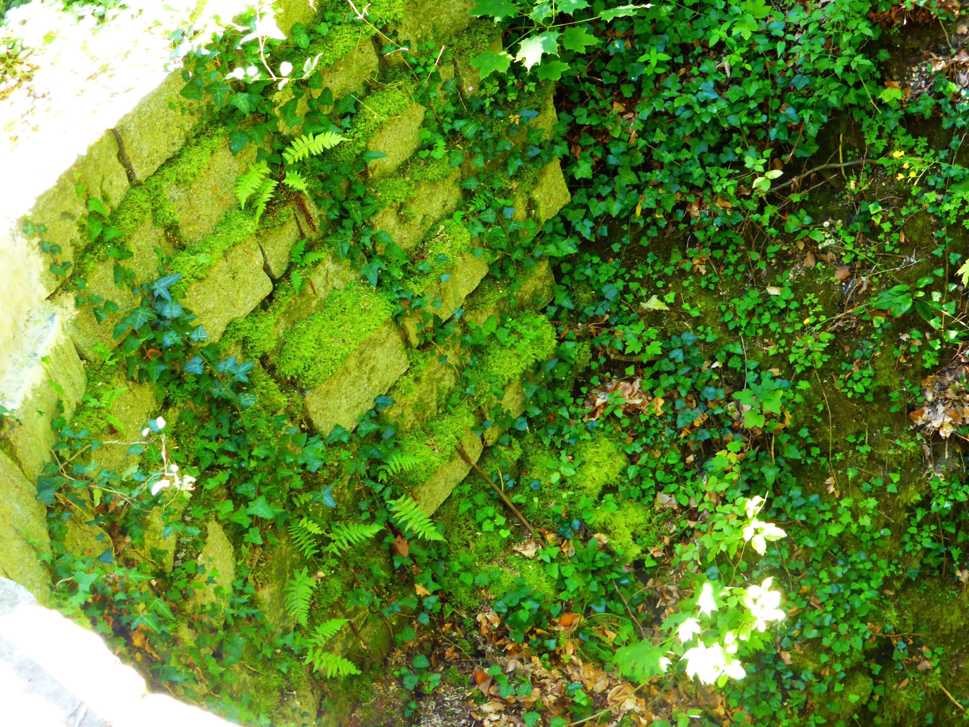 A moss-covered rock wall with dense greenery and ferns.