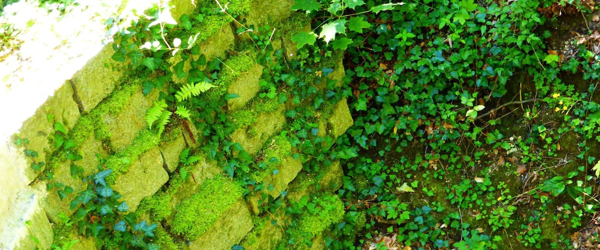 A moss-covered rock wall with dense greenery and ferns.