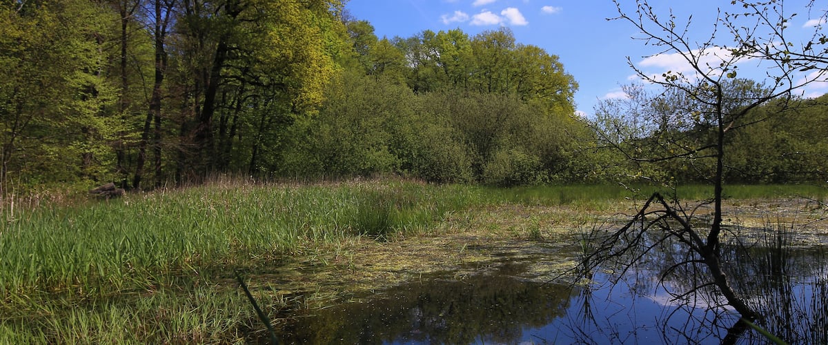 Naturschutzgebiet „Faulbruch bei Erzhausen“ (NSG 1432028)
