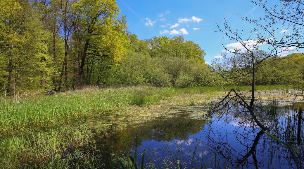 Naturschutzgebiet „Faulbruch bei Erzhausen“ (NSG 1432028)