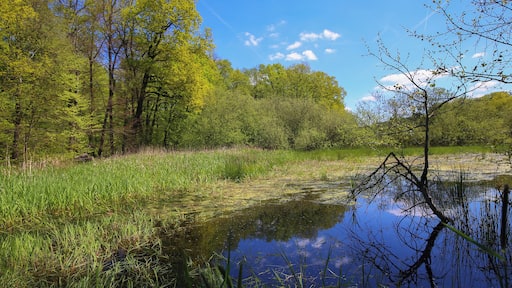 Naturschutzgebiet „Faulbruch bei Erzhausen“ (NSG 1432028)