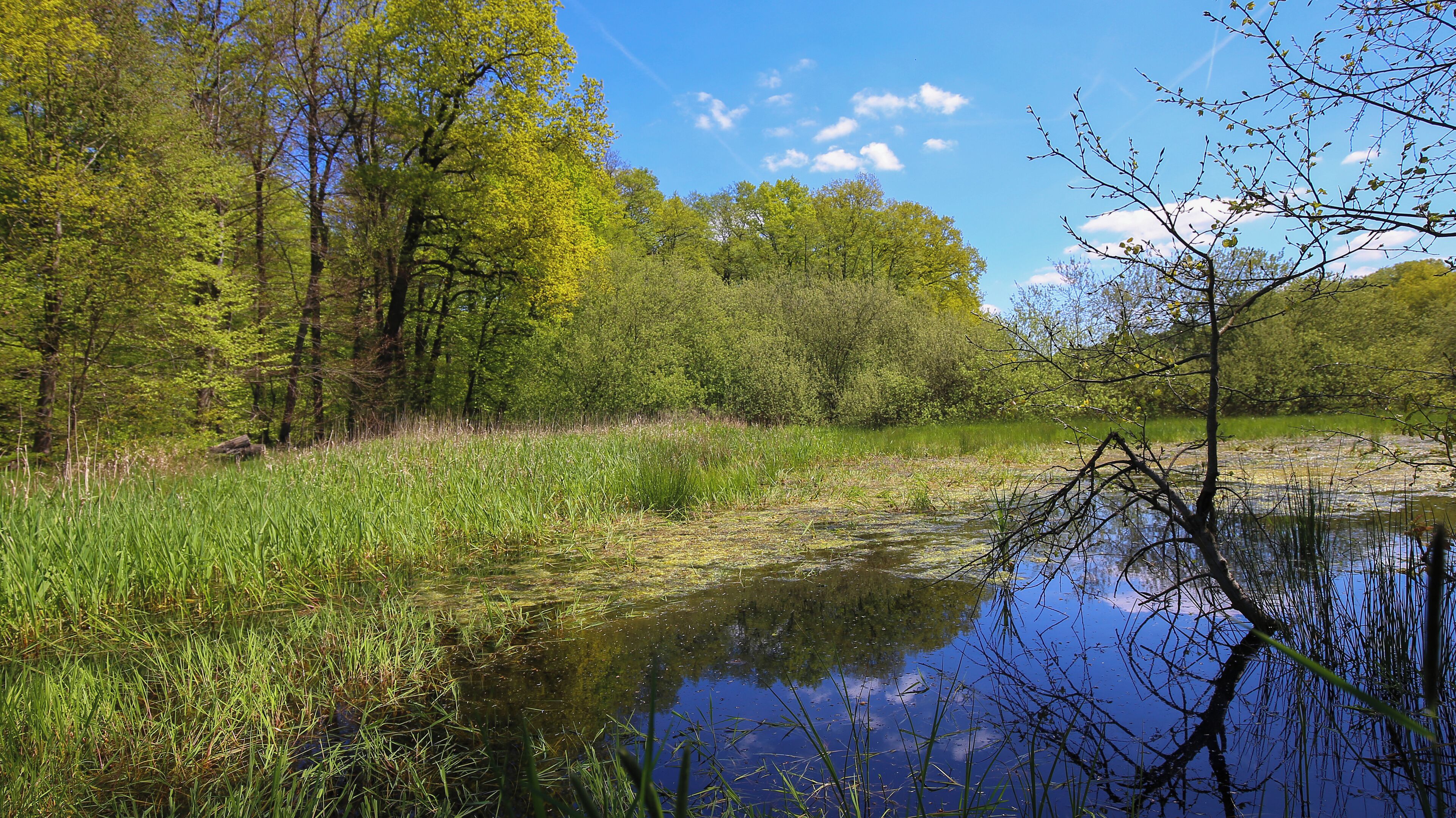 A serene pond surrounded by lush greenery and trees.
