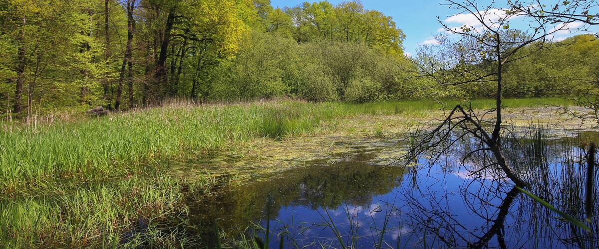 A serene pond surrounded by lush greenery and trees.
