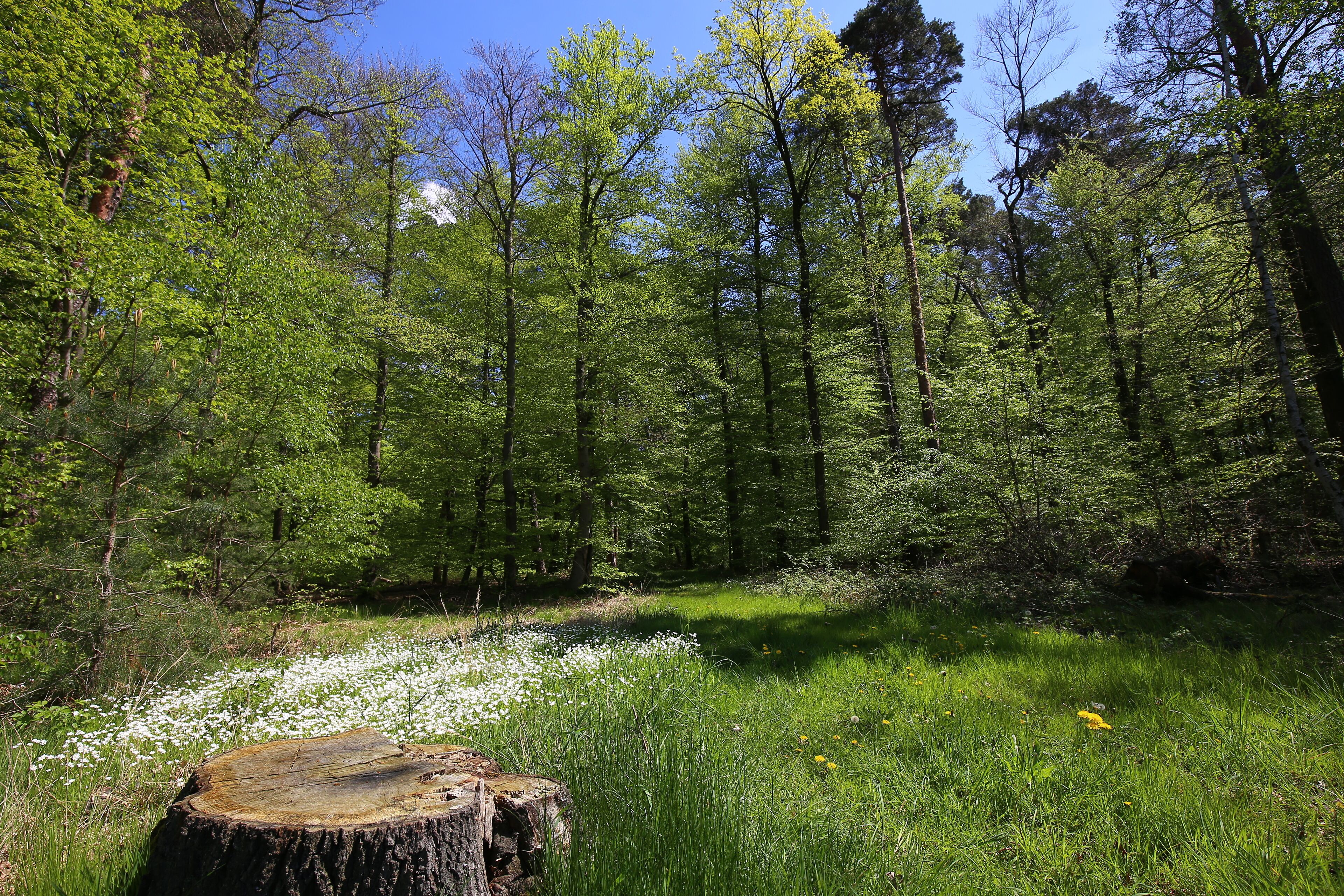 Naturschutzgebiet „Faulbruch bei Erzhausen“ (NSG 1432028), Hessen
