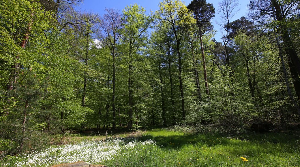 Naturschutzgebiet „Faulbruch bei Erzhausen“ (NSG 1432028), Hessen