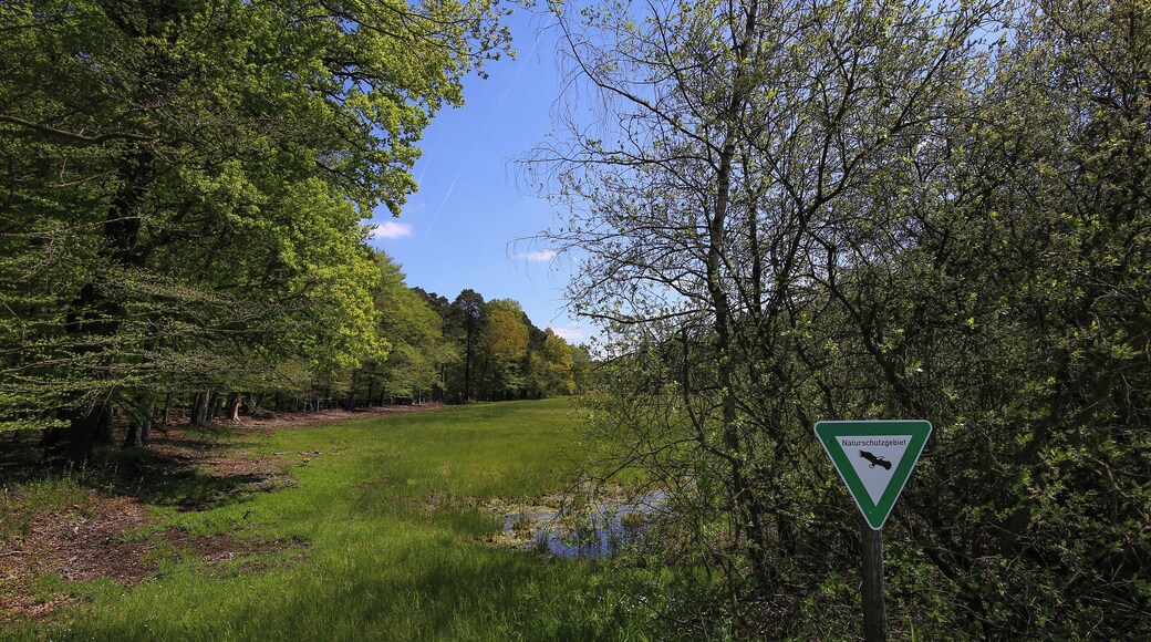 Wiese im Naturschutzgebiet „Faulbruch bei Erzhausen“ (NSG 1432028), Hessen