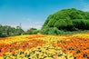 Nokonoshima Island Park