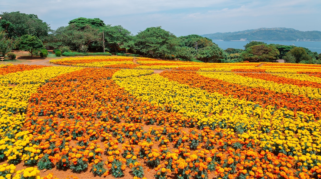 Nokonoshima island park Colorful flower field in Fukuoka, Japan