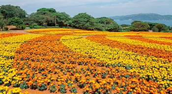 Nokonoshima island park Colorful flower field in Fukuoka, Japan