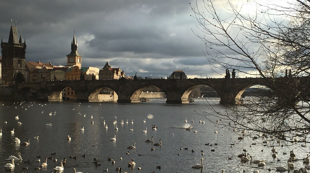 The place to see the Swan ..