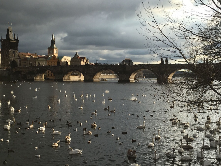 The place to see the Swan ..