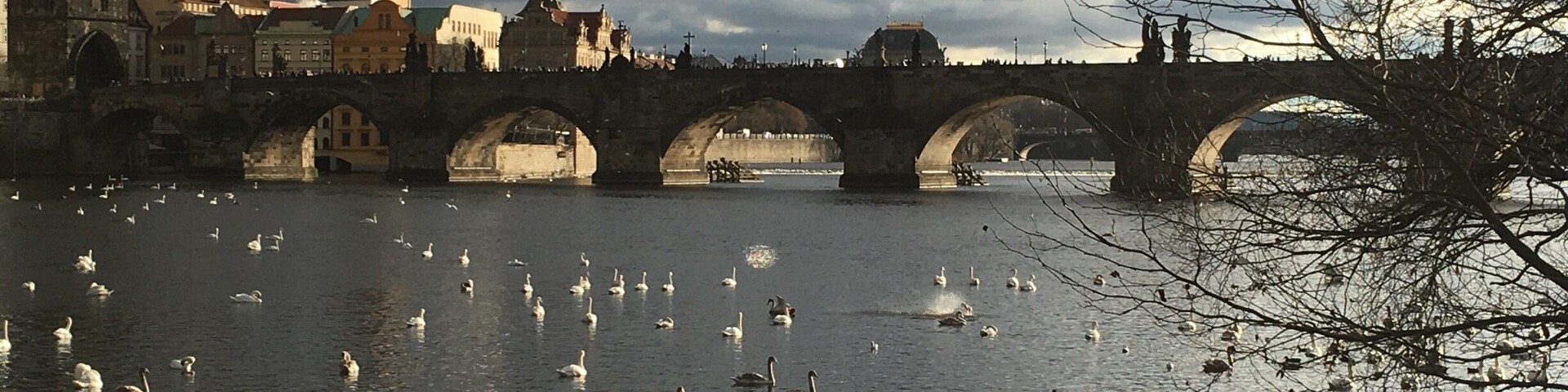 The place to see the Swan ..