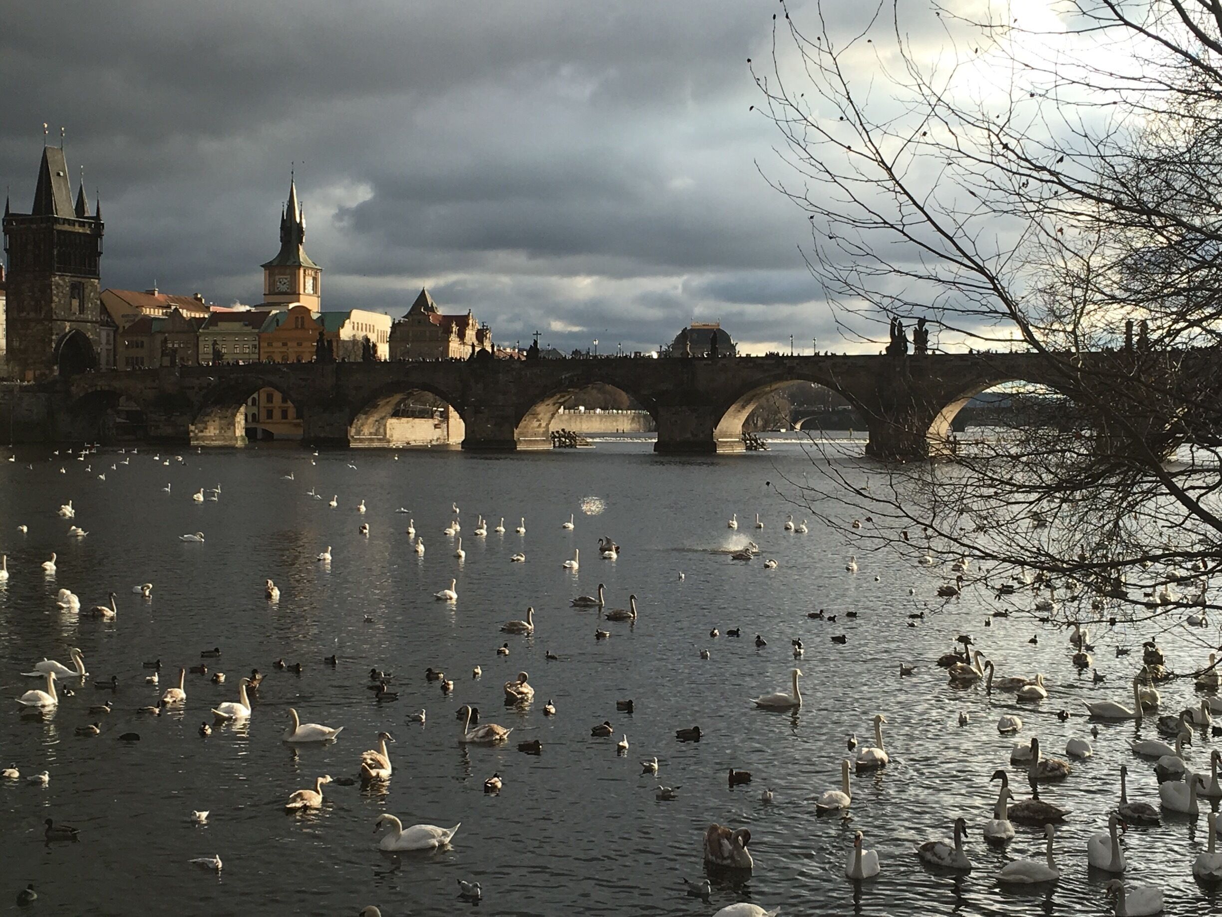 A bridge over a river with swans and ducks, historic buildings, and a cloudy sky.