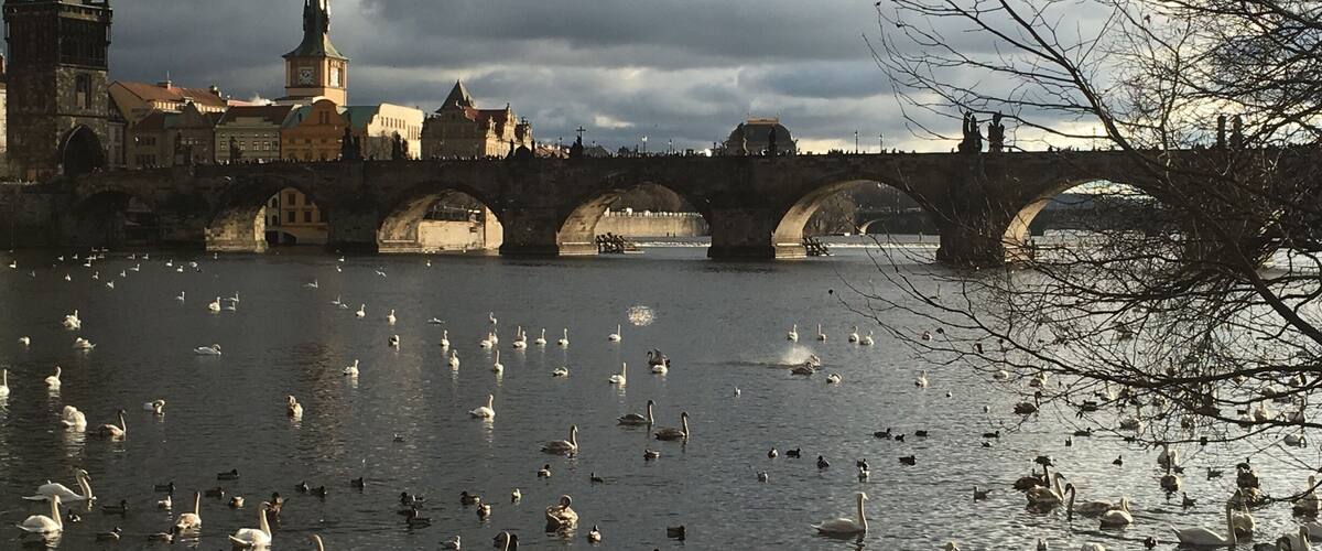 A bridge over a river with swans and ducks, historic buildings, and a cloudy sky.