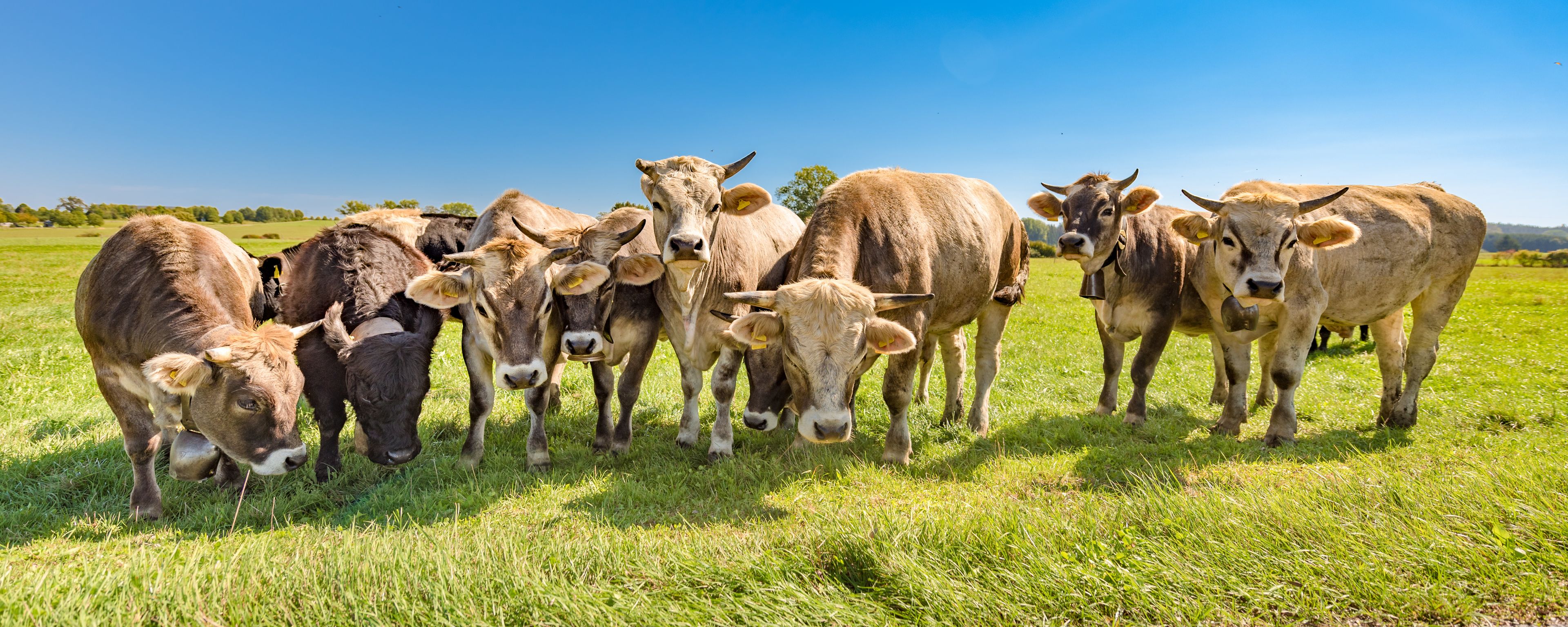 A herd of cattle grazing in a grassy field with a clear blue sky.