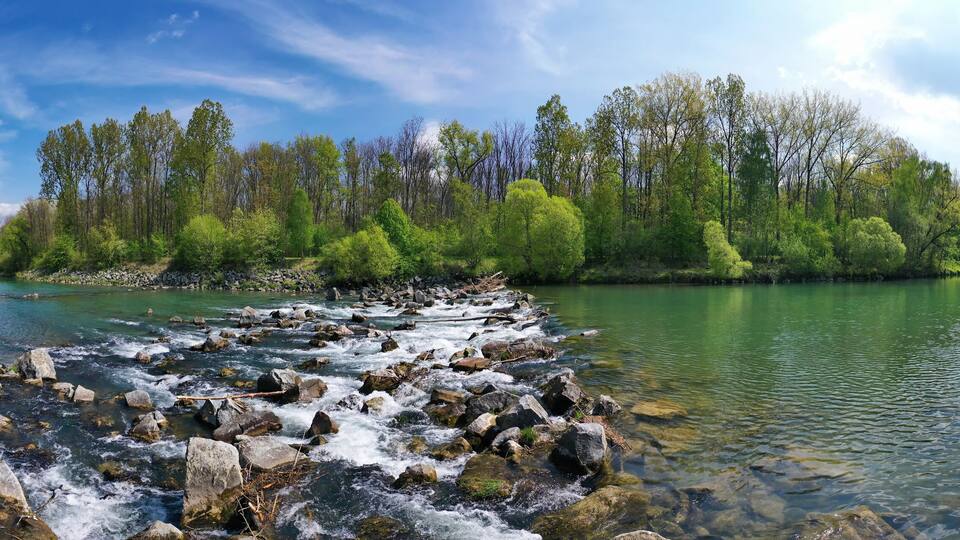 A river with clear water flowing over rocks, surrounded by dense green trees and a clear blue sky.